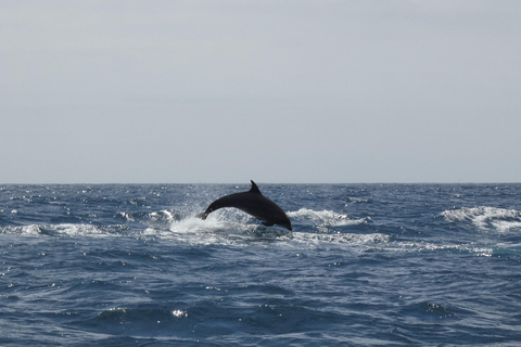 Sesimbra: Tour in barca per l&#039;osservazione dei delfini di Arrábida con biologoSesimbra: Tour in barca con biologo per l&#039;osservazione dei delfini di Arrábida