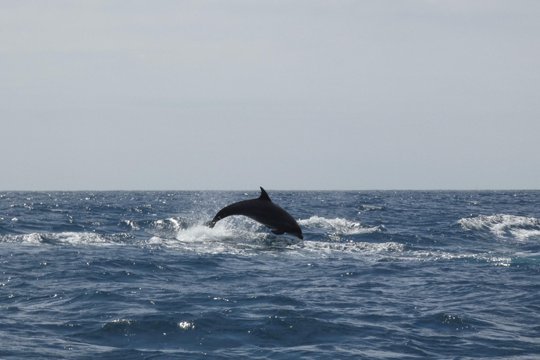 Dolphin Watching in Arrábida Natural Park