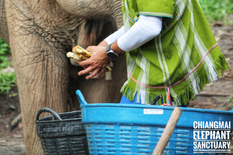 Exclusive experience half day with family giant animals