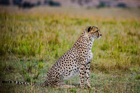 Half day Morning/afternoon tour to Nairobi National park