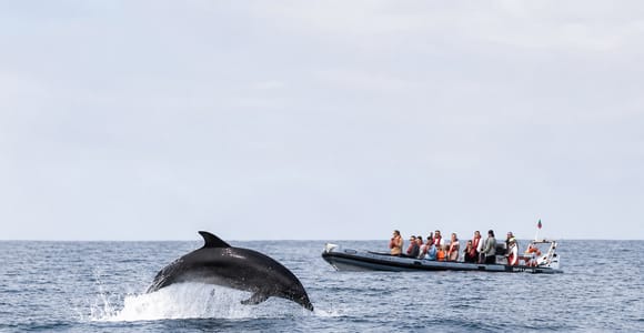 Faro: Dolphin & Marine Wildlife Watching