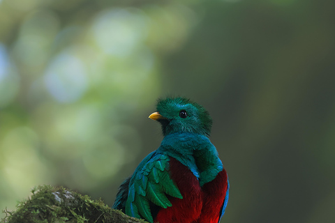 Full day excursion in the cloud Forest