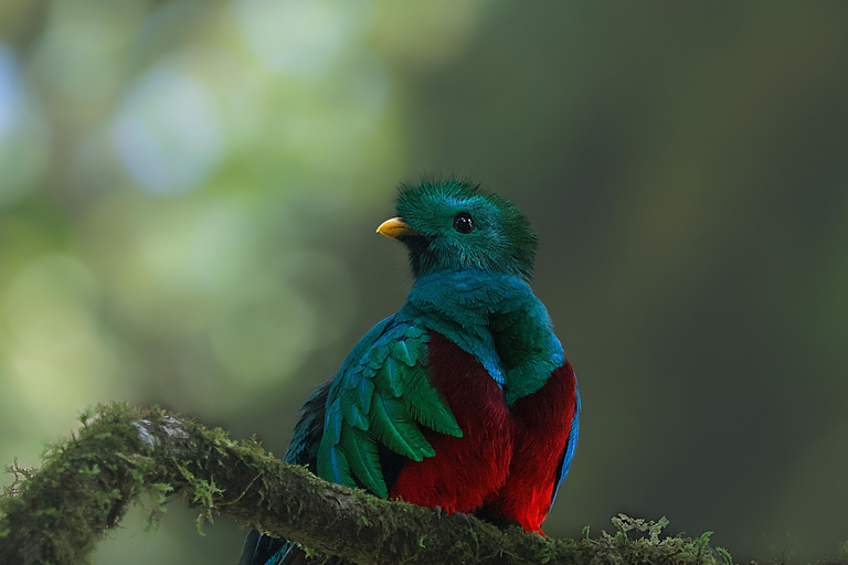 Full day excursion in the cloud Forest