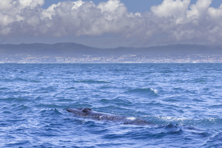 Lissabon: Bootstour zur DelfinbeobachtungLissabon: Bootstour mit Delfinbeobachtung