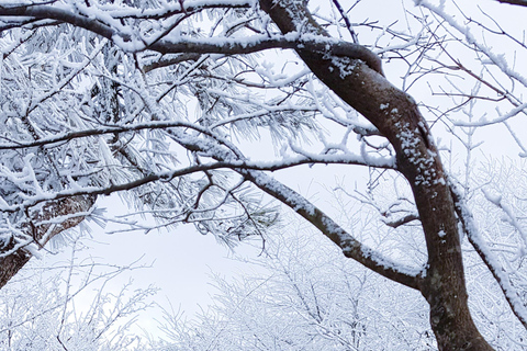 Jeju : visite d&#039;une journée avec Hanbok, Hallasan, Camellia et Jjimjilbang