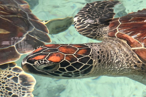 Zanzibar: Swim with Turtles in Nungwi Lagoon Hotel Transfers Anywhere in Zanzibar
