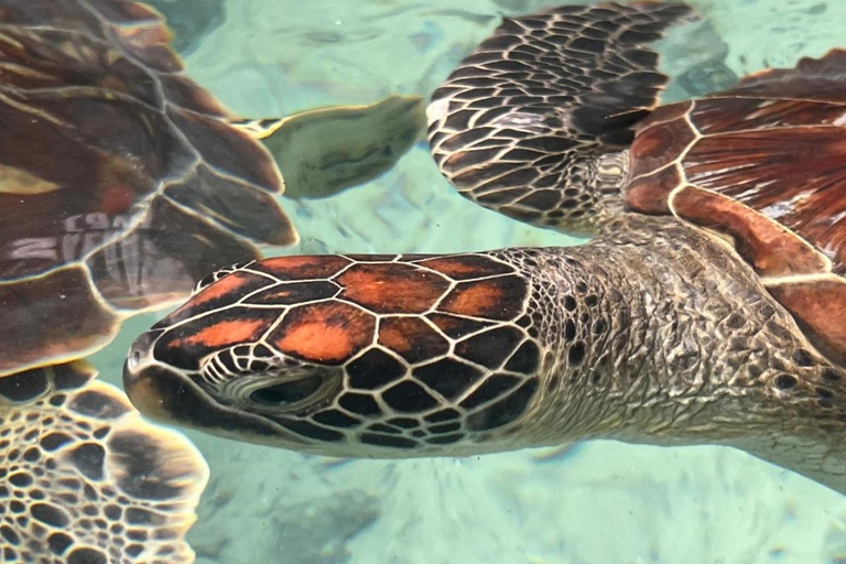 Zanzibar: Swim with Turtles in Nungwi Lagoon Hotel Transfers Anywhere in Zanzibar