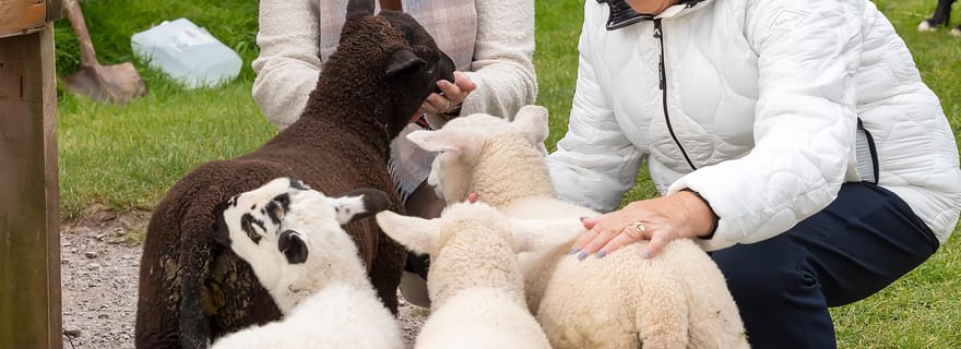 Péninsule de Dingle et Slea Head Drive : Circuit au départ de Killarney