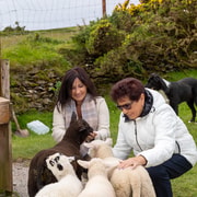 Dingle Peninsula & Slea Head Drive: Tour from Killarney