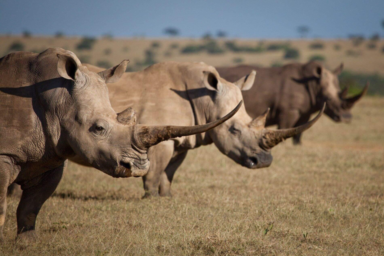 Safari di 2 giorni nel Conservatorio Sweetwaters Ol Pejeta da Nairobi