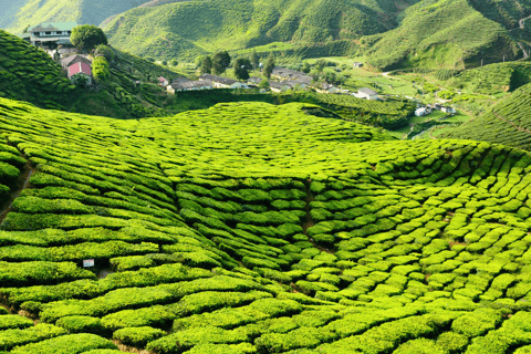 Kuala Lumpur: Customize Your Cameron Highlands Itinerary From KL: Discover Cameron Highlands’ Tea Valleys & Farms