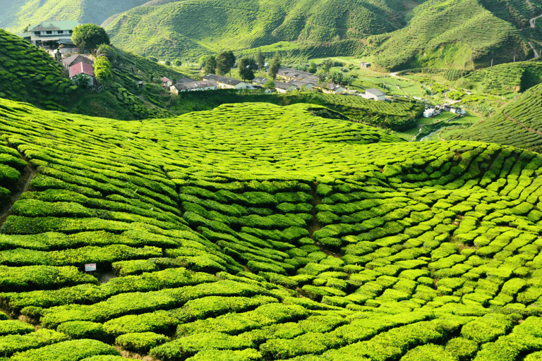 Kuala Lumpur: Customize Your Cameron Highlands Itinerary From KL: Discover Cameron Highlands’ Tea Valleys & Farms