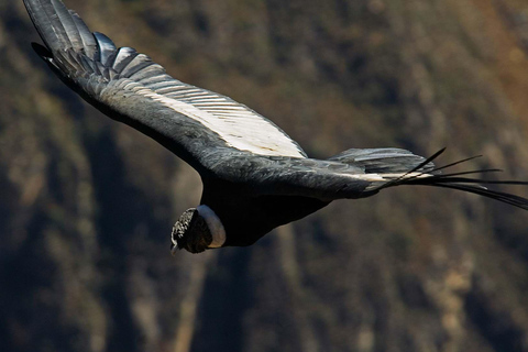 Arequipa: Escursione di un&#039;intera giornata al Canyon del Colca