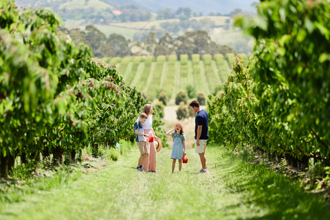 Puffing Billy Steam Train, Cherry Picking and Chocolate Tour