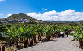  - Canarie.it