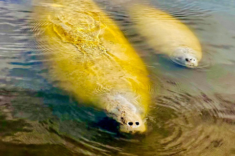 Naples, FL: Manatee, Dolphin, 10,000 Islands Sunset Cruise Sunset Cruise for Large Groups of 7 People or More