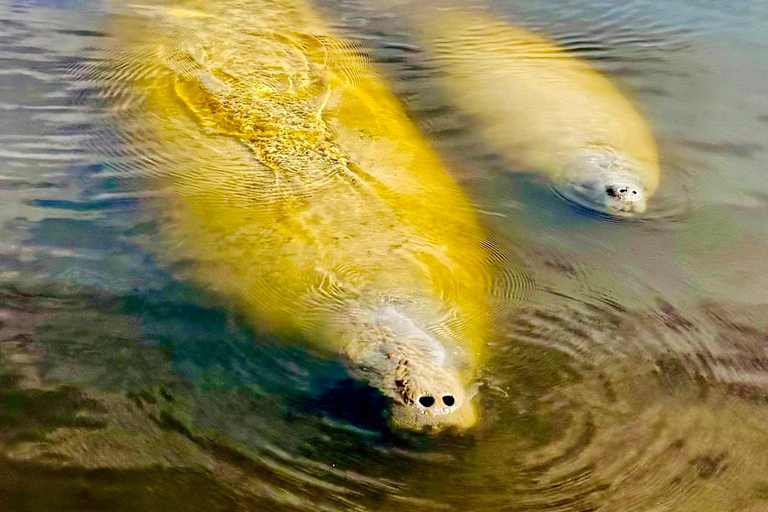 Naples, FL: Manatee, Dolphin, 10,000 Islands Sunset Cruise Sunset Cruise for Large Groups of 7 People or More