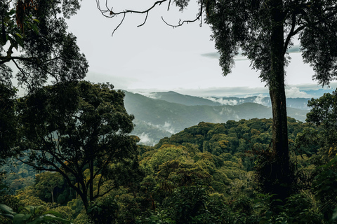 Tour de 1 día por la pasarela de copas de los árboles de Nyungwe