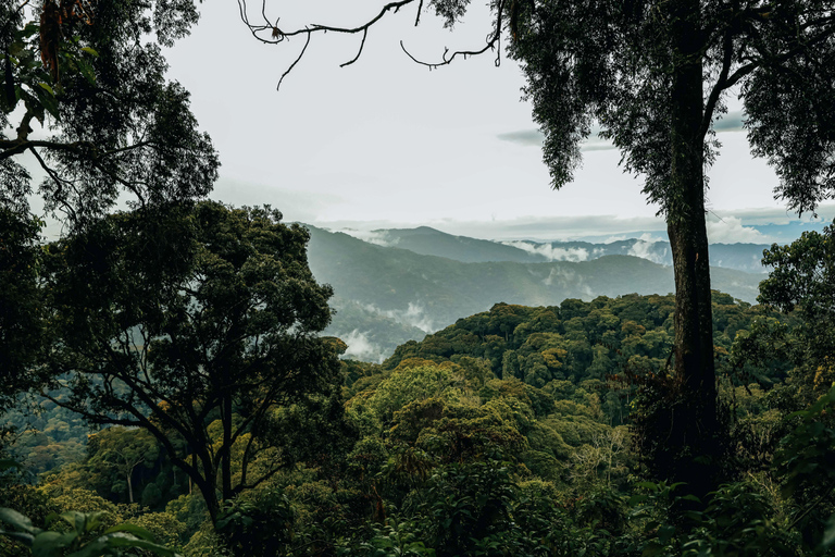 1 Tag Nyungwe Canopy Walkway Tour