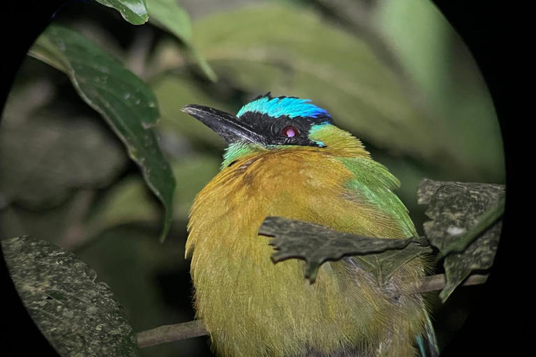 Full day excursion in the cloud Forest