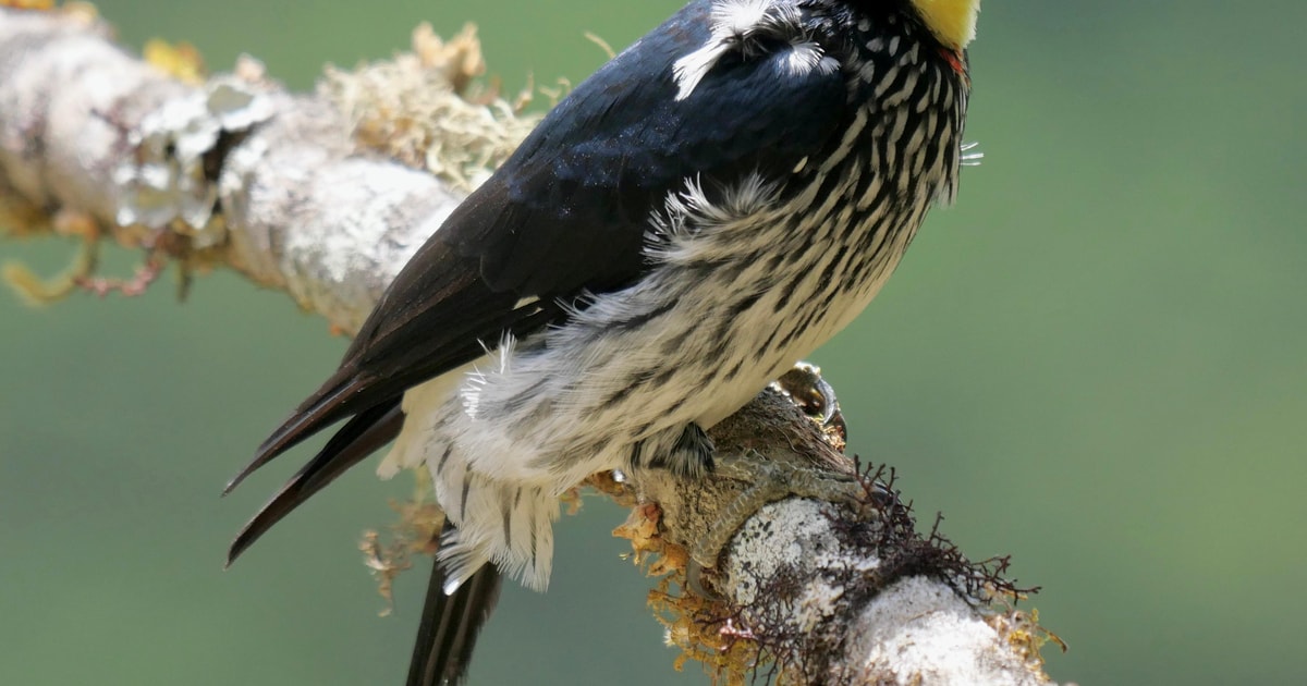 Marzo 2025 Coasta Rica: Tour de Observación de Aves y Fotografía ...