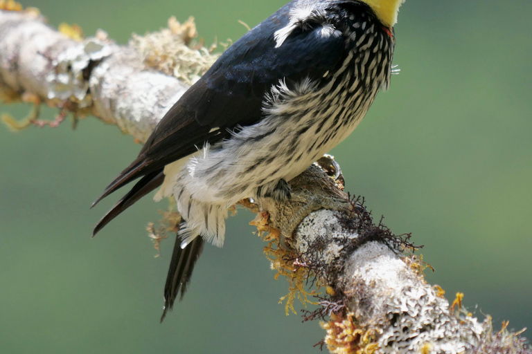 Maart 2025 Coasta Rica: Vogels kijken en fotograferenCoasta Rica: Vogels kijken en fotograferen