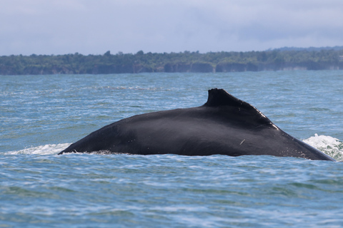 Cali: Whale Watching Tour with Breakfast and Lunch
