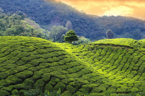 Pekoe Trail 18-22: Guided 7 Day Trail with Hotels &Transfers