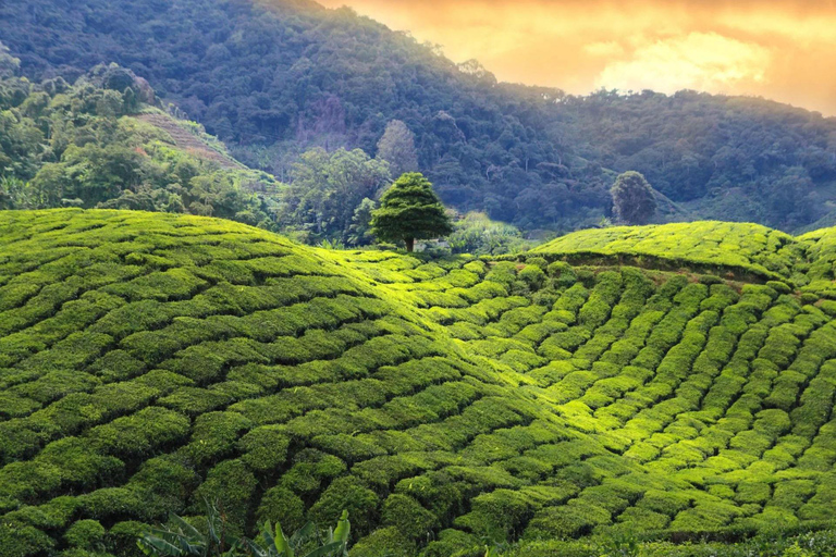 Pekoe Trail 18-22: Guided 7 Day Trail with Hotels &Transfers