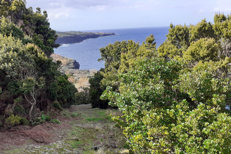 Visit a Farm on the Island of Pico