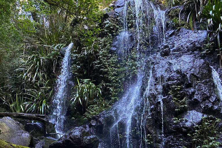 Gold Coast: Lamington or Springbrook National Park Day TripGold Coast: Lamington National Park Day Trip