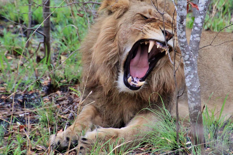 2=DAYS Safari Mikumi National Park from Zanzibar.