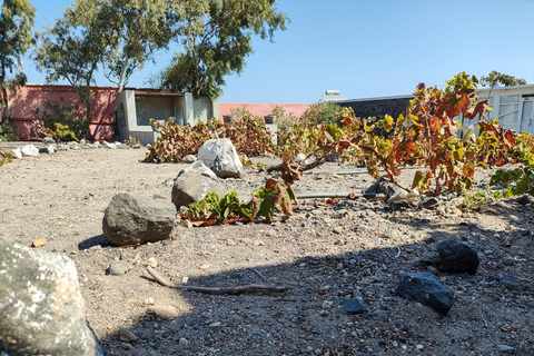 Santorini: Wine Tasting in locals wineries Wine Tasting in three locals wineries