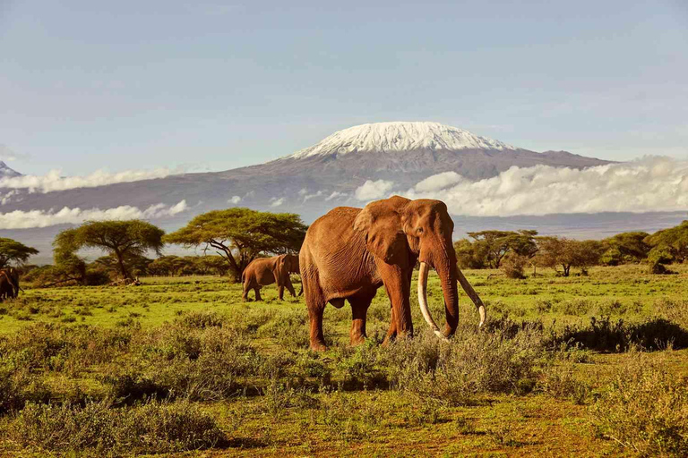 From Nairobi: 3-Day Amboseli National Park Safari