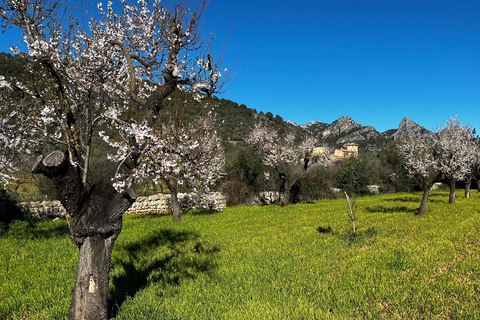 Abbraccia l&#039;incanto della stagione dei mandorli in fiore di MaiorcaLa stagione dei mandorli in fiore di Maiorca