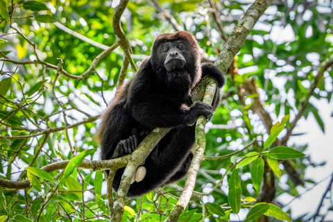 L&#039;île aux singes et le sanctuaire des paresseux : Une aventure sauvage