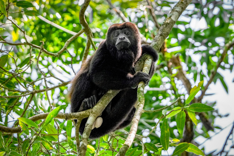 L&#039;île aux singes et le sanctuaire des paresseux : Une aventure sauvage