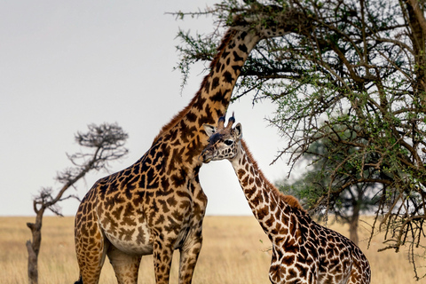 Arusha: 3-daagse safari naar Tarangire en Lake Manyara...