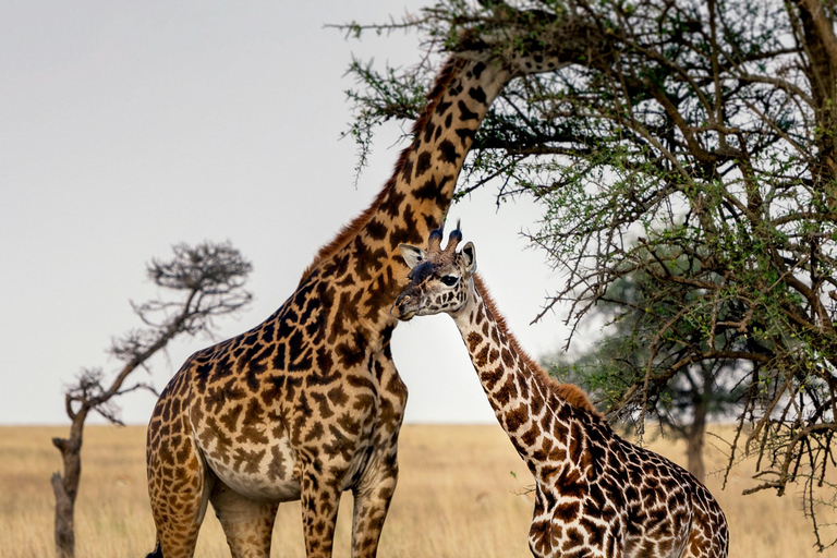 Arusha: 3-tägige Safari zum Tarangire und Lake Manyara National...