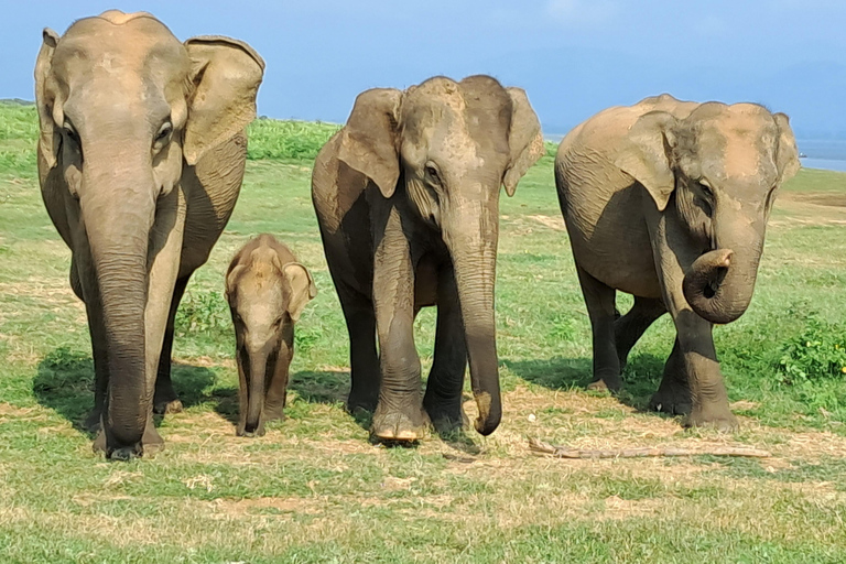 Minneriya National park safari with jeep & Entrance Ticket