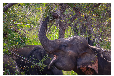 Sigiriya: Minneriya Shared Safari | Kaudulla & Hurulu Eco Kaudulla National Park