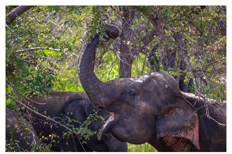 Sigiriya: Minneriya Shared Safari | Kaudulla & Hurulu Eco Kaudulla National Park