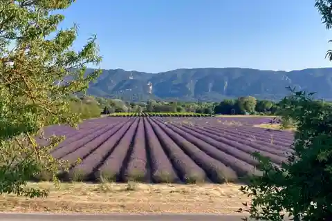 Luberon: beekeeping-themed bike rides with local guide