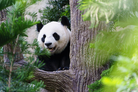 Beijing: Panda House Ticket; snel en soepel