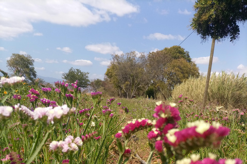 Ocotlán and San Antonino: Hands That See Workshop and Art with The Immortal Flower Ocotlán and San Antonino: Hands That See Workshop and Art with La Flor Inmortal