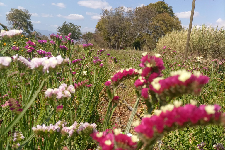 Ocotlán and San Antonino: Hands That See Workshop and Art with The Immortal Flower Ocotlán and San Antonino: Hands That See Workshop and Art with La Flor Inmortal