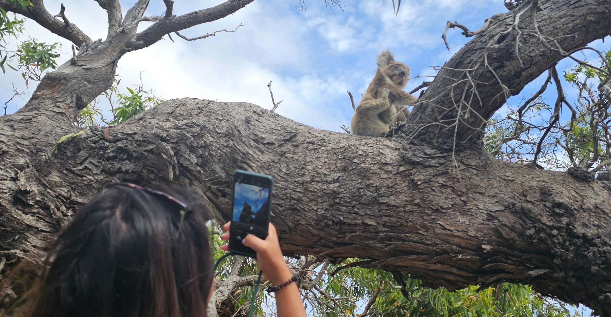 Port Lincoln Mikkira Station Wild Koala Safari Tour - Housity