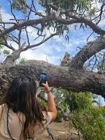 Port Lincoln Mikkira Station Wild Koala Safari Tour - Housity
