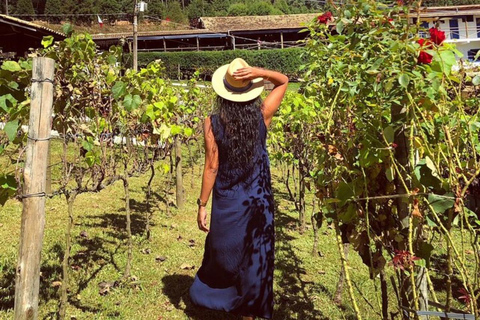 Sao Roque: Private Wine Tour with Breakfast and Lunch