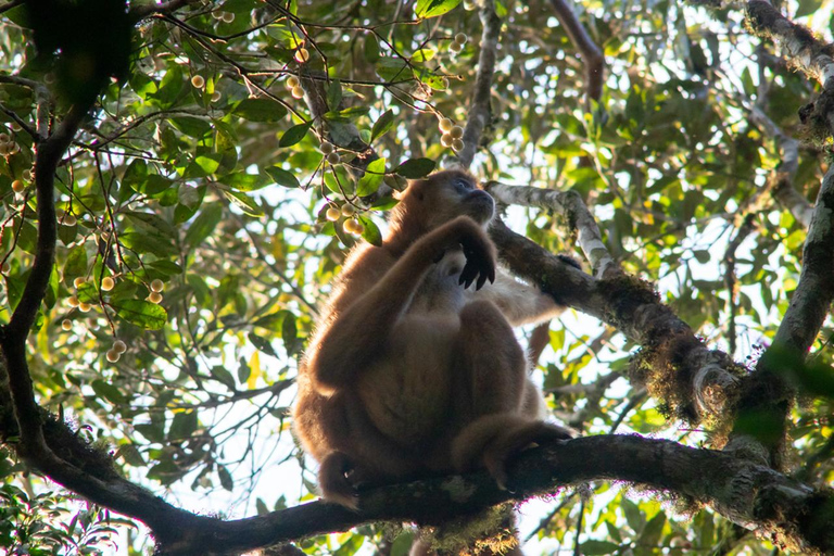 São Paulo - Day tour Southern Muriqui in Carlos Botelho Park